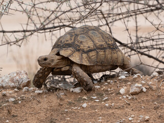 Pantherschildkröte (Stigmochelys pardalis)
