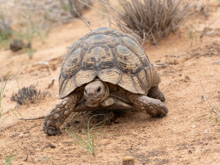 Pantherschildkröte (Stigmochelys pardalis)