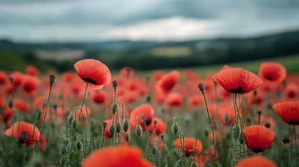 Vibrant red poppies in a field under a cloudy sky.
