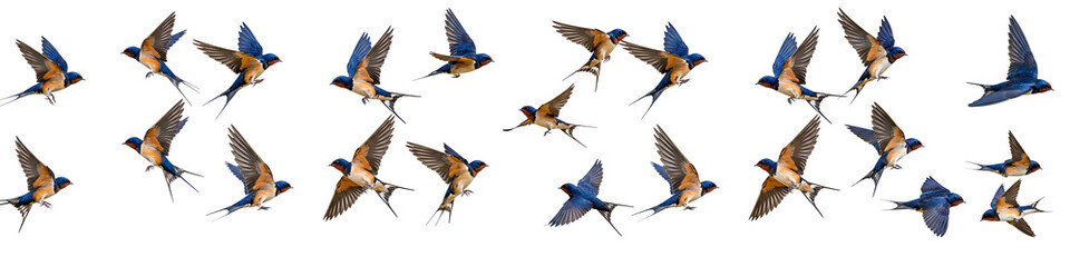 Obraz premium Flying Swallows Flock in Motion Transparent Background