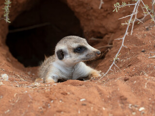 Erdmännchen (Suricata suricatta)
