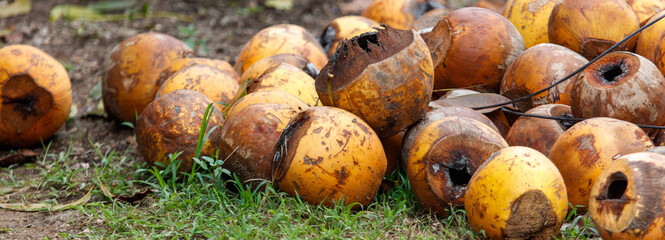 A pile of rotten coconuts on the ground
