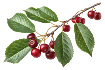  chokecherry isolated on transparent background white