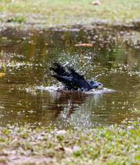 A black bird is splashing in a pond