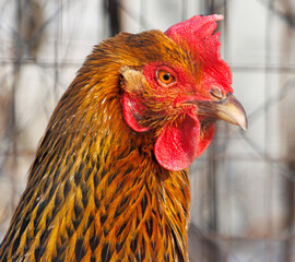 A chicken with a red beak and red comb