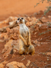 Fototapeta premium Erdmännchen (Suricata suricatta)