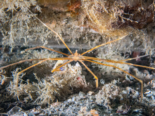 Yellowline Arrow Crab (Stenorhynchus seticornis), Blue Heron Bridge, Riviera Beach, Florida