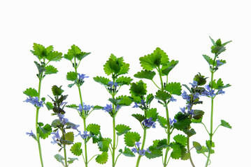 bluszczyk kurdybanek wiosenne ziele, na białym izolowanym tle. © Elżbieta Kaps