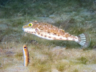 Bandtail Puffer (Sphoeroides spengleri) with a Brown Garden Eel (Heteroconger longissimus) at the...