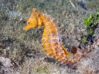 Longsnout Seahorse (Hippocampus reidi) at the Blue Heron Bridge, Riviera Beach, Florida