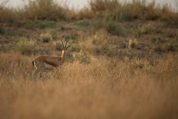 A single gazelle, beautifully detailed, stands in a field of tall, dried golden grass.