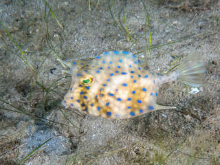 A Juvenile Scrawled Cowfish (Acanthostracion quadricornis) at the Blue Heron Bridge, Riviera Beach, Florida