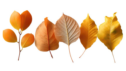Autumn Leaves: A close-up shot of assorted autumn leaves, capturing the warm hues and intricate textures of nature's seasonal display.