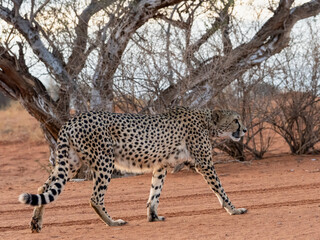 Gepard (Acinonyx jubatus)