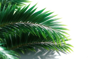 Fototapeta premium Close-up of Green Palm Fronds with Bright Light and Shadow