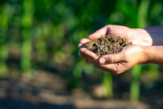 Closeup of Soil in Farmers hand. Soil testing before planting. Healthy soil for farming. Preparing farmland for sowing. Hands covered in soil. Farmer hold ground composition. Groundwork for a harvest.