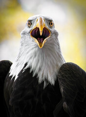 Screaming Eagle