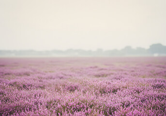 Fototapeta premium Purple Heather Field in Bloom Beautiful Landscape Nature Background, Floral, Misty, Outdoor, Spring, Summer.