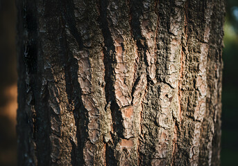Obraz premium Close-up of Textured Pine Tree Bark Nature, Forest, Texture, Organic Detail, Wood Grain, Sunlight.