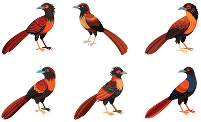 Set of Greater coucal  bird isolated  on white background