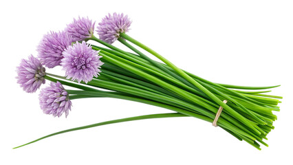 Fototapeta premium A vibrant bouquet of fresh chives, blooming with delicate lavender flowers, tied neatly, ready for culinary delight against a pure white background.
