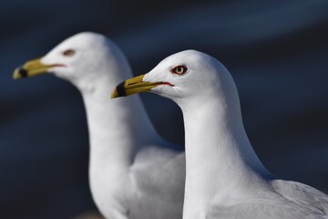 Birds at the wastewater 
