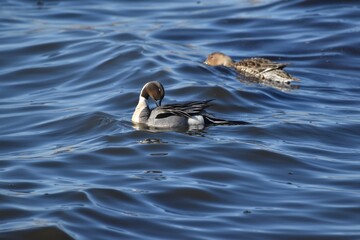 Fototapeta premium Birds at the wastewater 