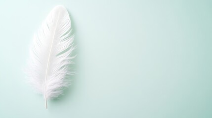 Single white feather on mint green background