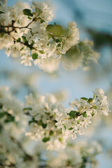 cherry blossom in spring