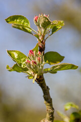 close-up of young pink white apple blossoms in sunlight with green blurred background