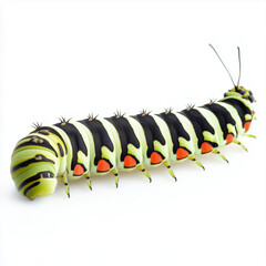 Swallowtail caterpillar white background