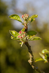 close-up of young pink white apple blossoms in sunlight with green blurred background