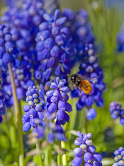 a red mason bee approaching the blue blossoms of the hyacinth grapes in the sunshine