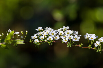 the small white blossoms of the double white may in the sunlight against a dark blurred background