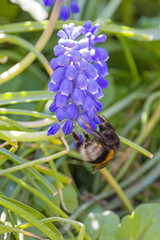 a bumble bee at the blue blossoms of the grape hyacinth 