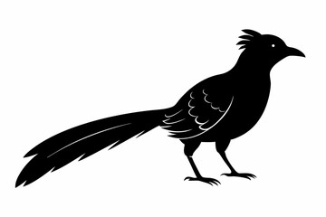 Greater coucal silhouette black vector