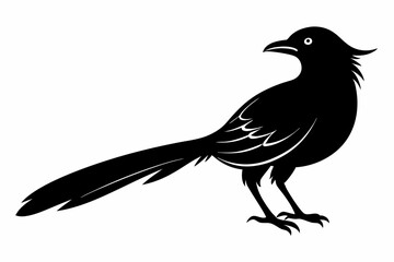 Greater coucal silhouette black vector