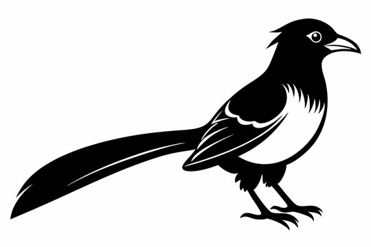 Greater coucal silhouette black vector