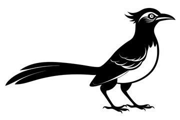 Greater coucal silhouette black vector