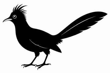 Greater coucal silhouette black vector