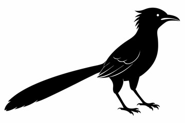Greater coucal silhouette black vector