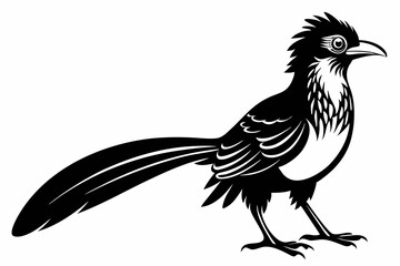 Greater coucal silhouette black vector