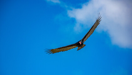 aves voando no céu