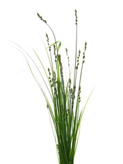 Fresh green grass with seeds isolated on white background and texture, clipping path