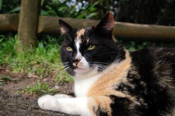 black, white, and orange calico cat with a calm, slightly aloof expression, sitting outdoors near a wooden fence with greenery in the background.