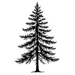 Obraz premium Tall Evergreen Tree Silhouette on White Background 