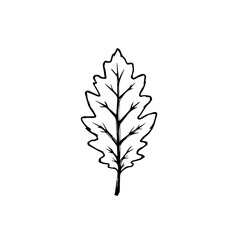 Leaf outline illustration on white background  