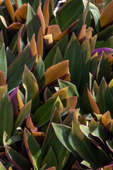 Close up of Oyster Plant,pastel Plants