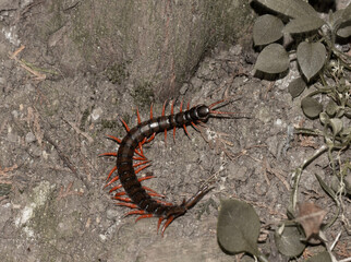 Scolopendra Cingulata, commonly known as the 