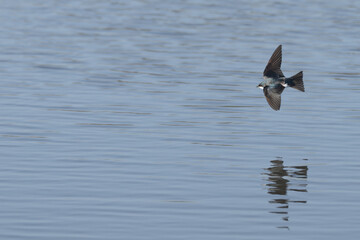 \Tree swallow in flight low over a lake.